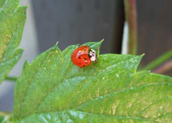 Ladybug