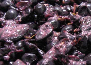 Pinot Noir grapes