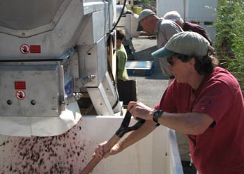 Shoveling merlot grapes