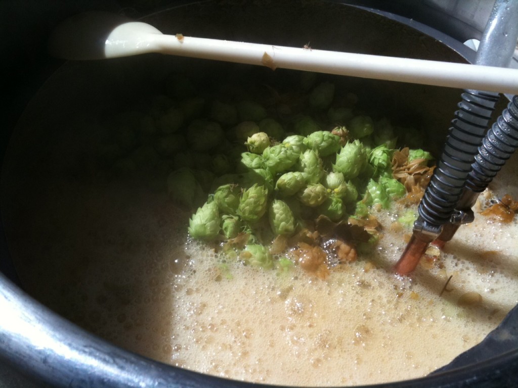 Fresh hops in the kettle